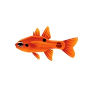 Flame Cardinalfish